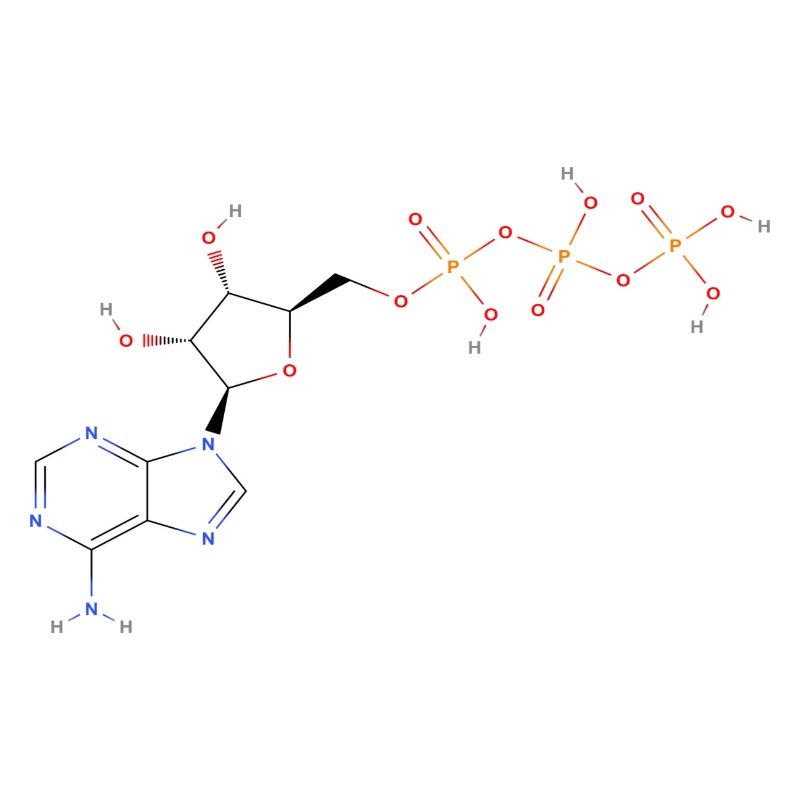 Adenosintriphosphat Molekül - Farbige Struktur