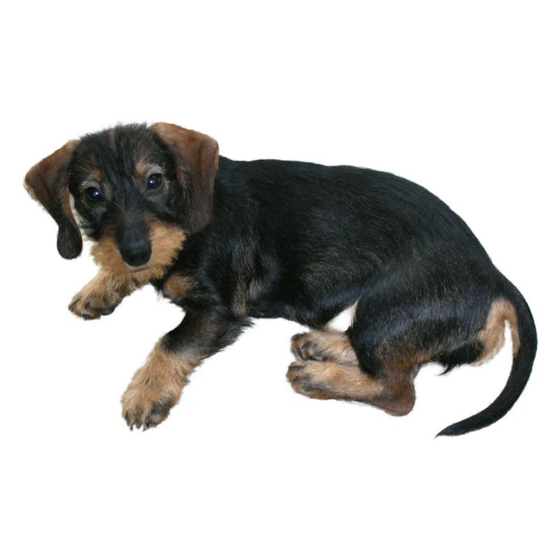 Chien chiot mignon
