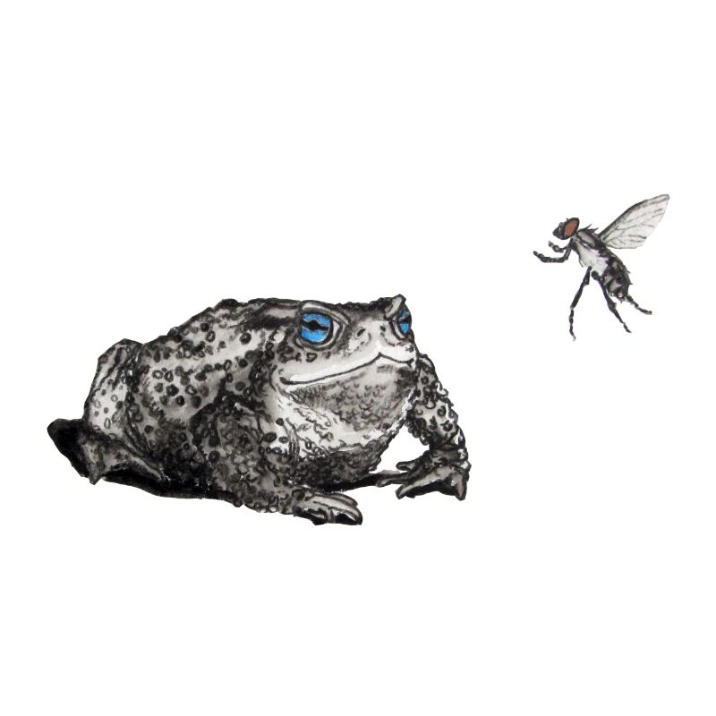 Toad and fly