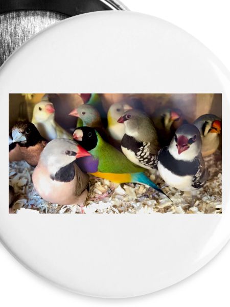 Finches Mix