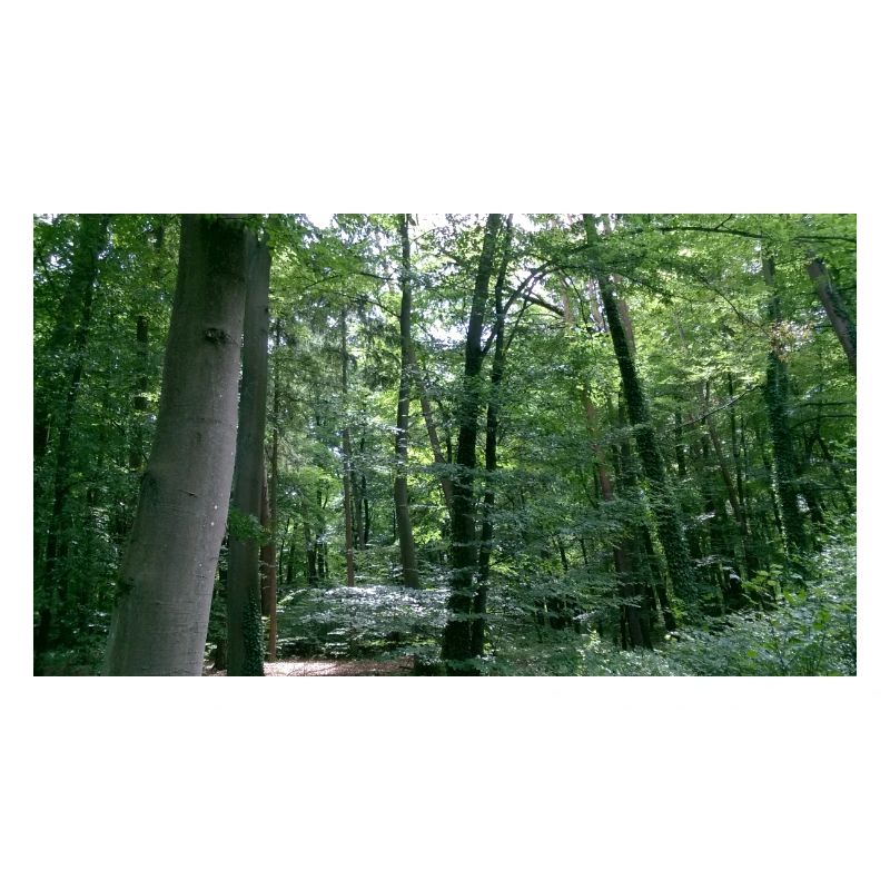 wald