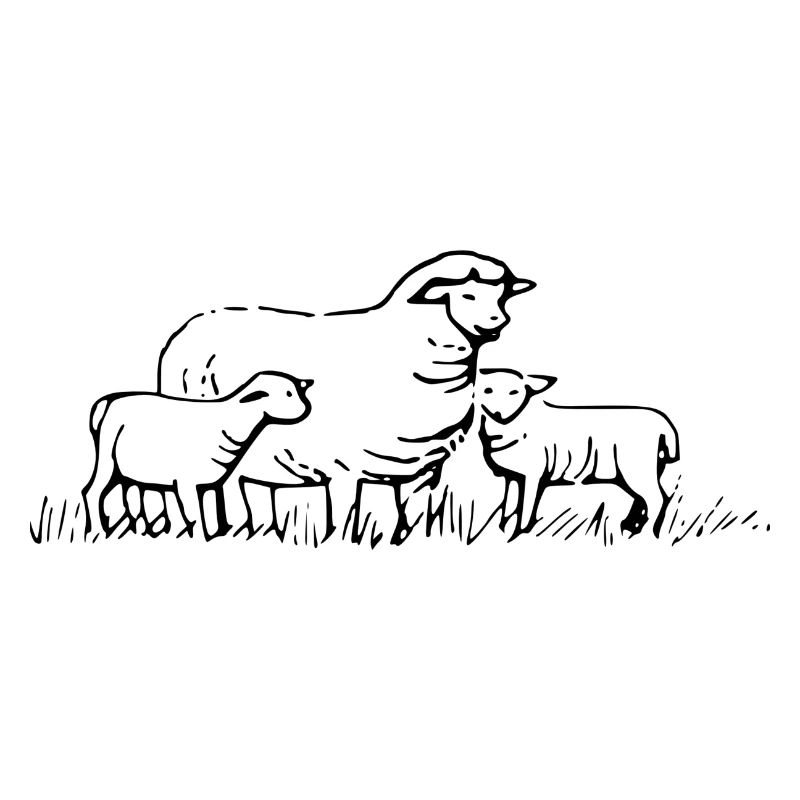 sheep147