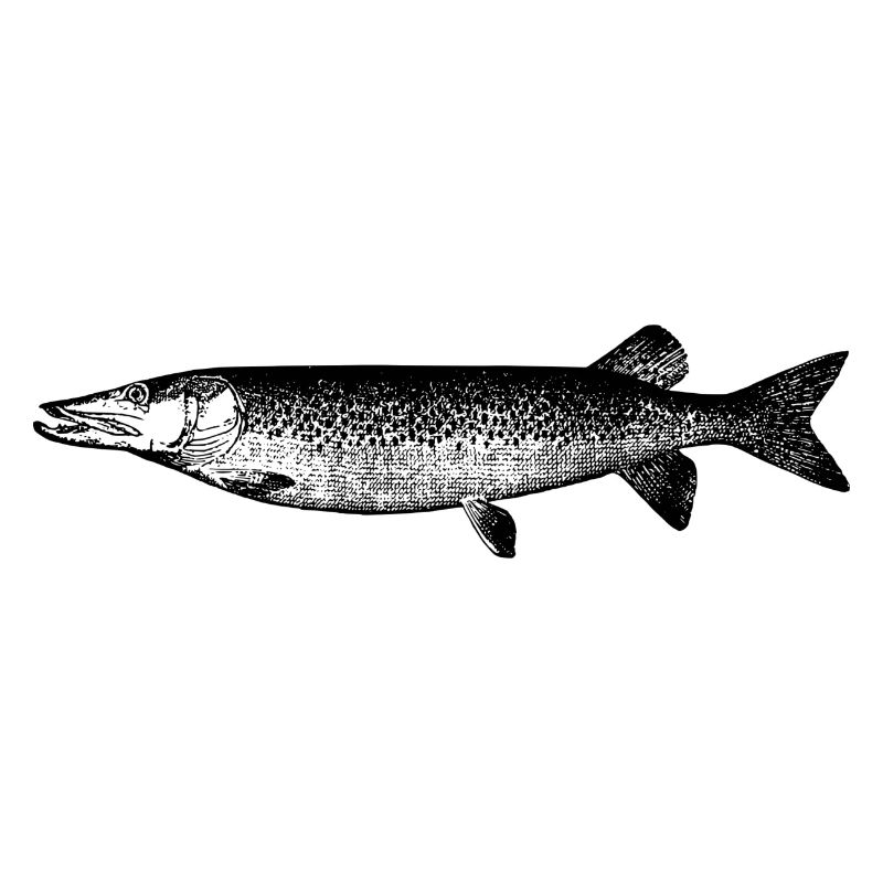 fish111