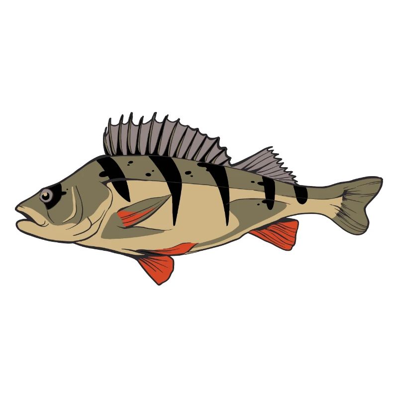 Perch perch perch perch fishing Kretzer