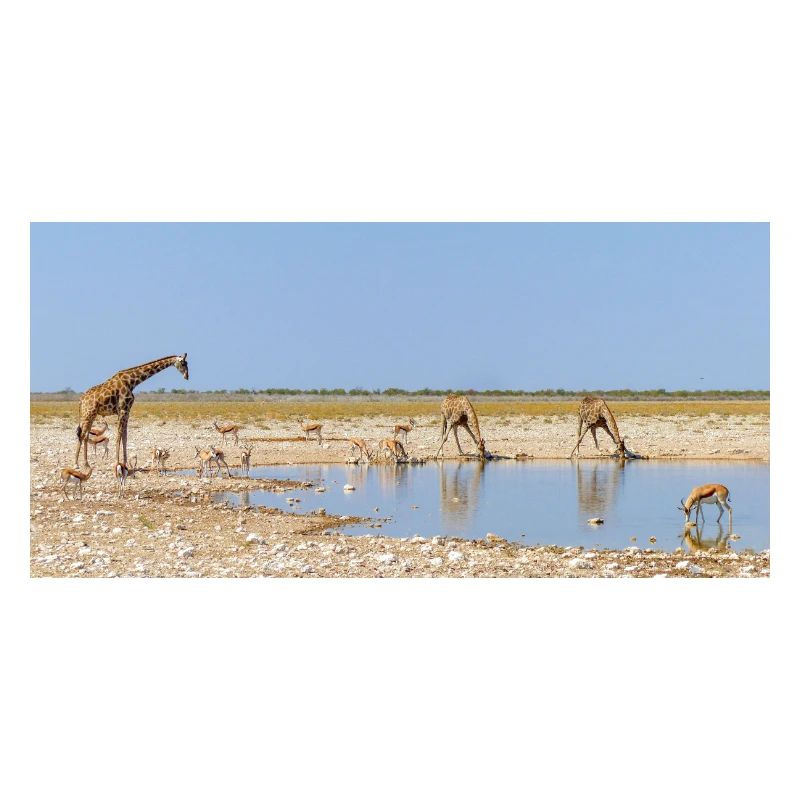 Landscape at the Cubango river with giraffe