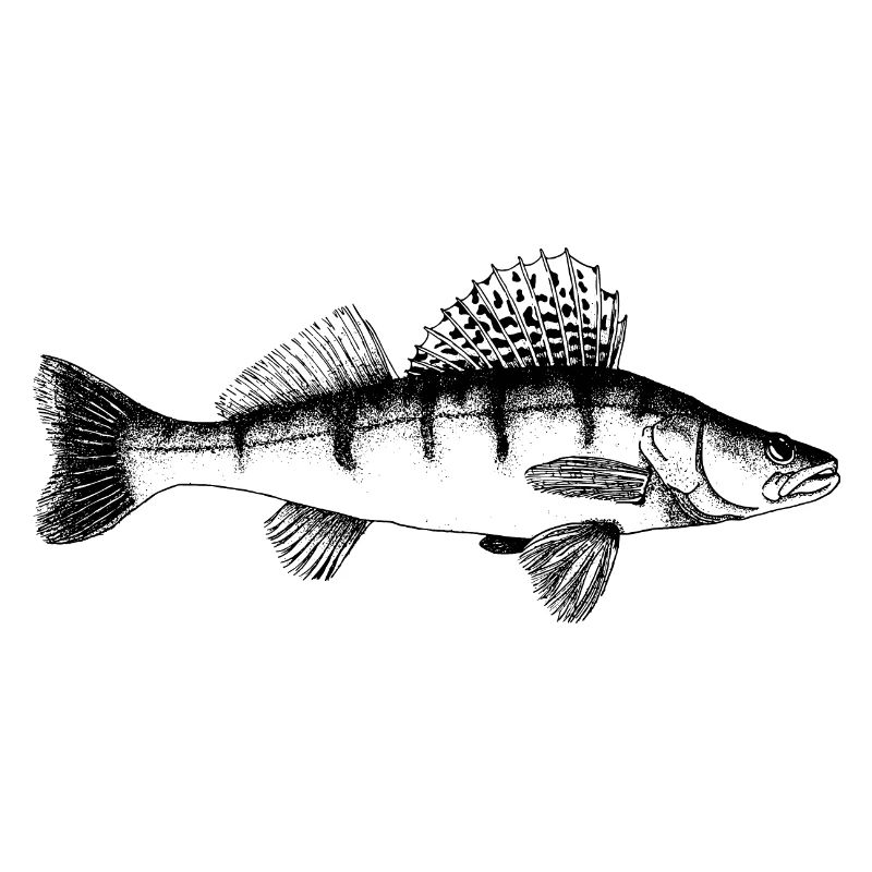 Zander Motif