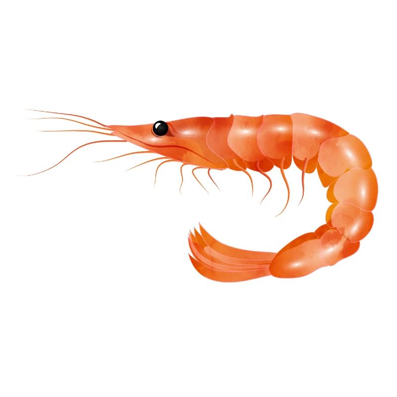 rosarote Garnele oder Shrimp von Hand gezeichnet