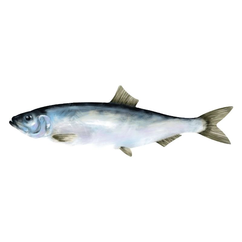 Hering