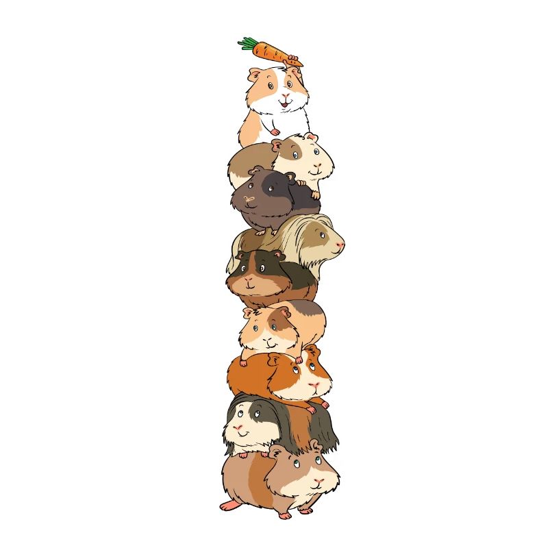 Tour de cochon d'Inde carotte feat pyramide