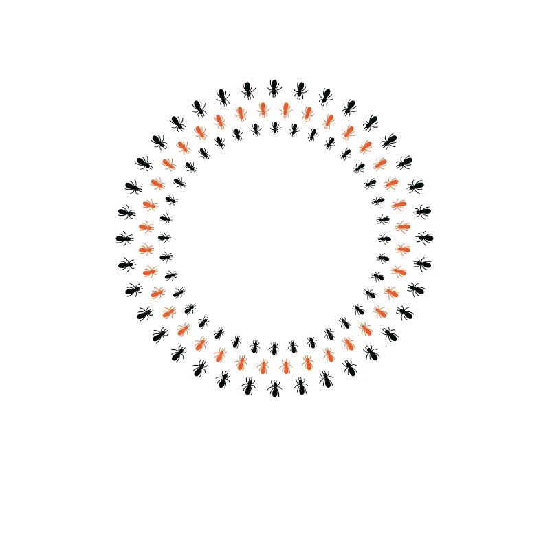 Ants Circle Formation Crawling Insects