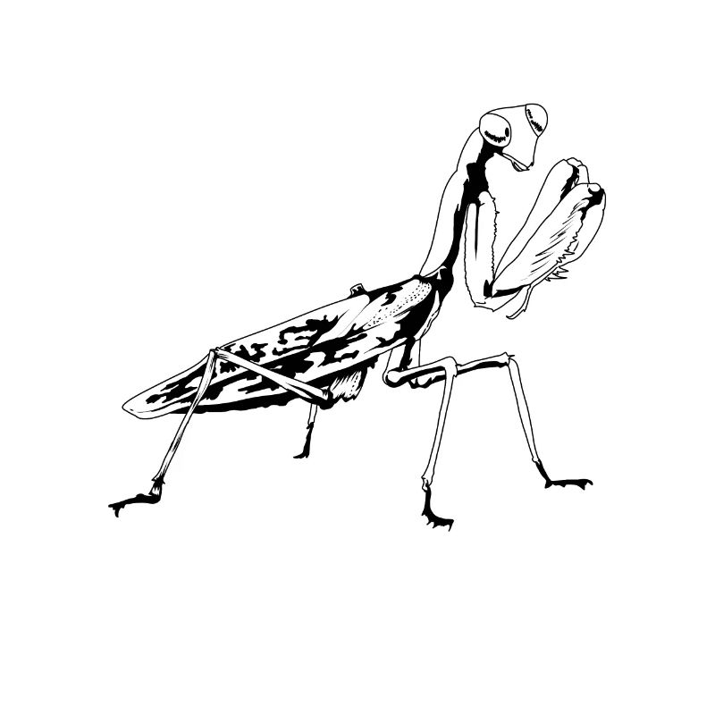 Praying mantis insect nature environment insects