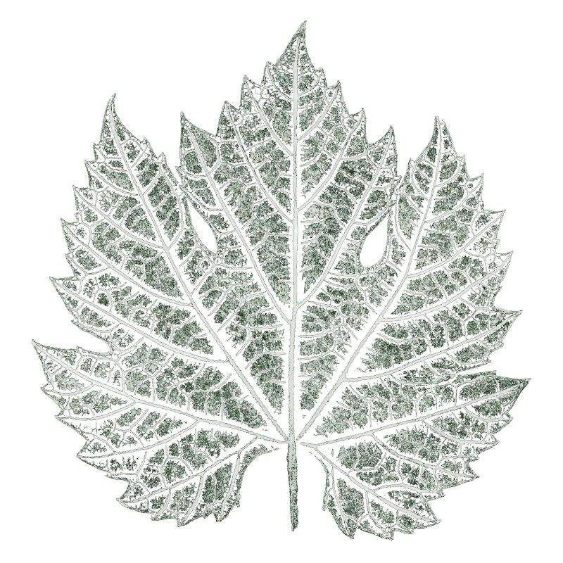 Grape Leaf / Nature Graphic Leaf