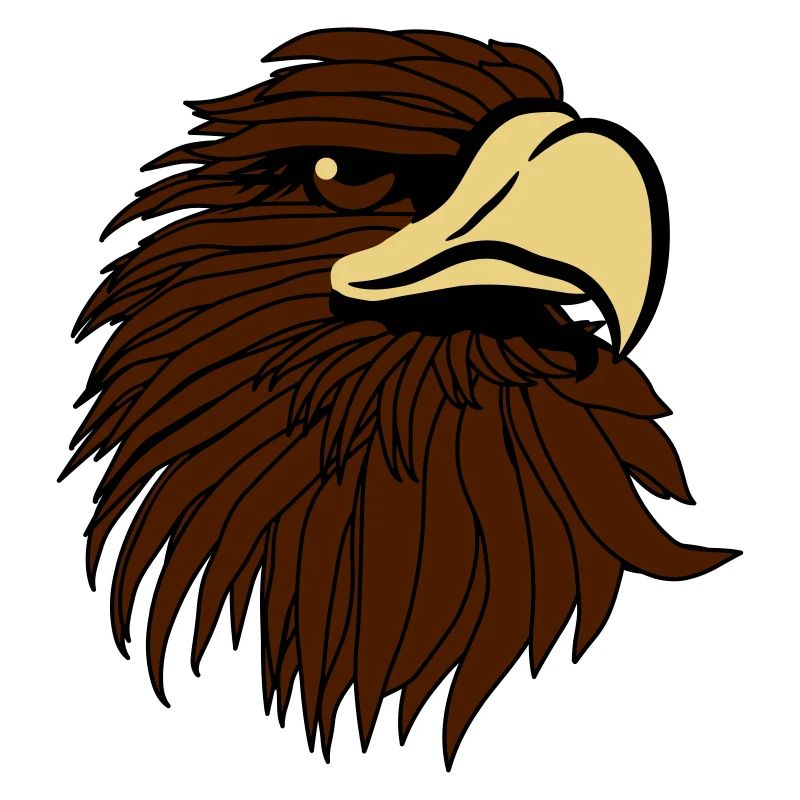 Aigle aigle chauve