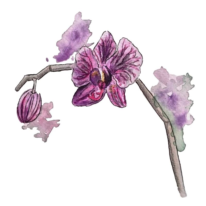 Orchidee - Pflanze - Blume
