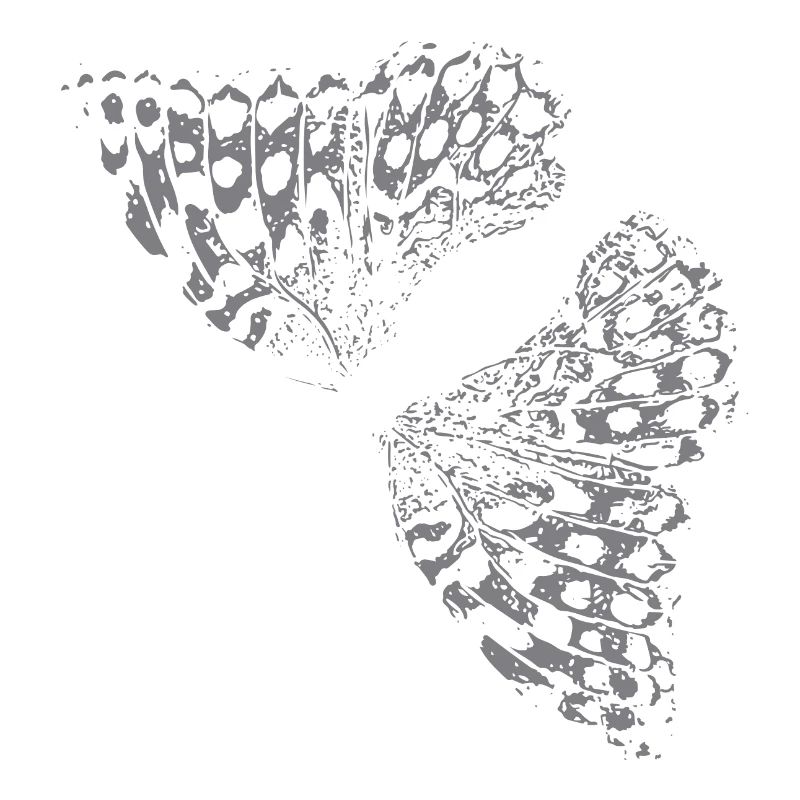 Aile de papillon Papillon Papillon