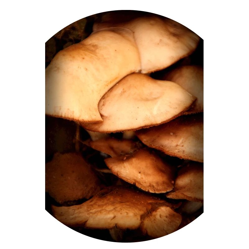 mushroom pattern