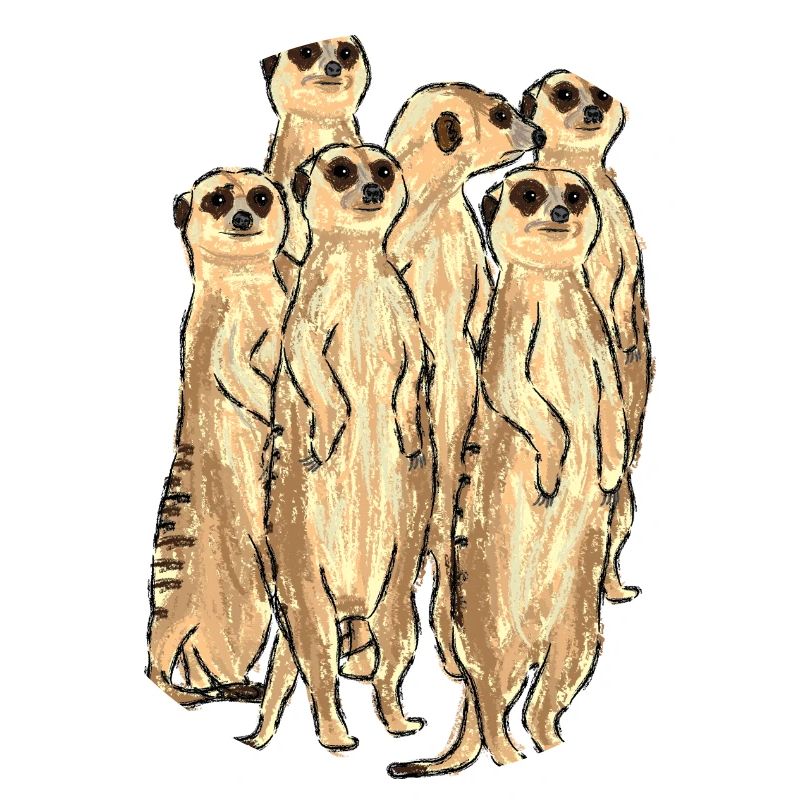Conception de suricate / suricate