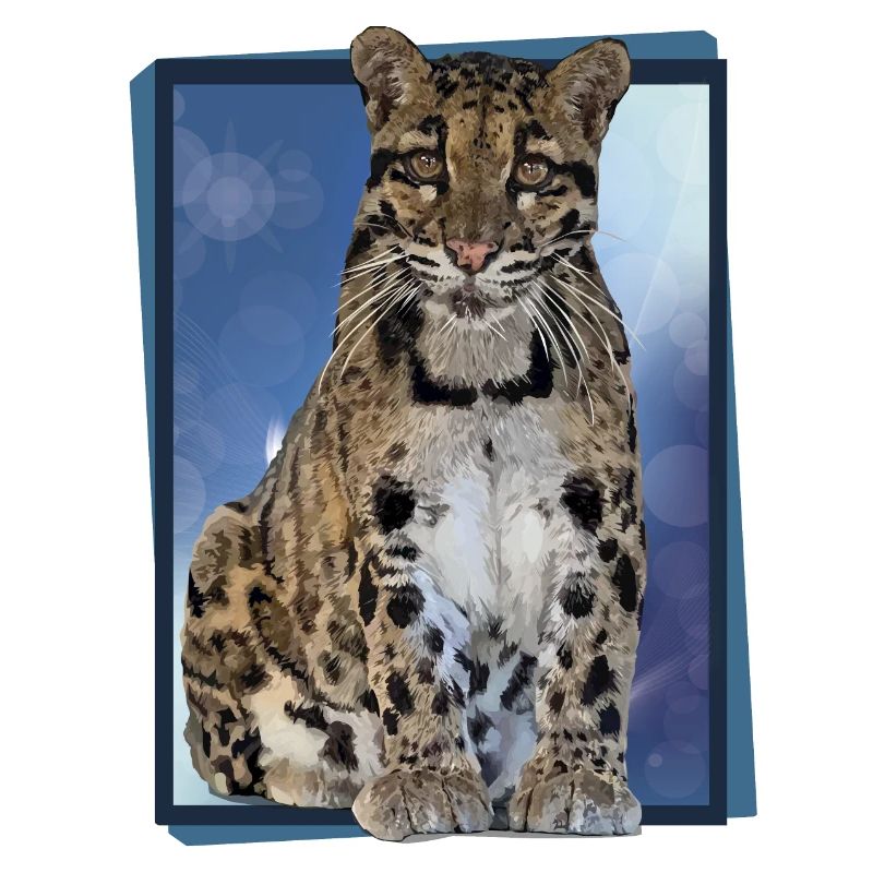 Clouded leopard