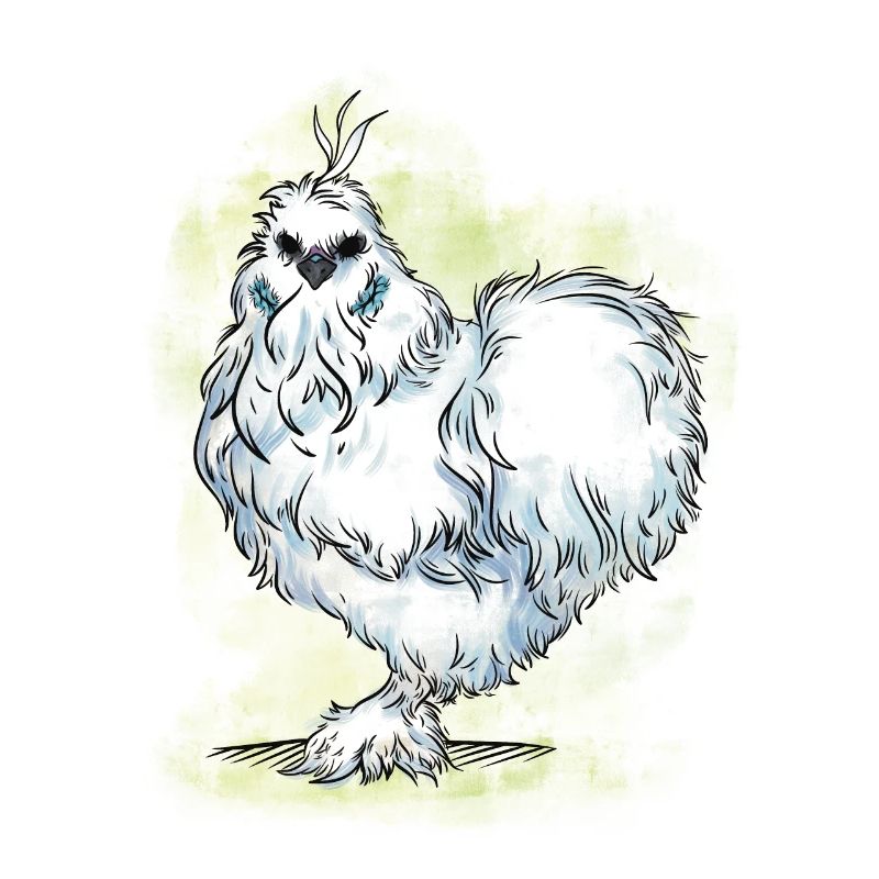Silk Chicken Breed Dwarf Chicken Breeding
