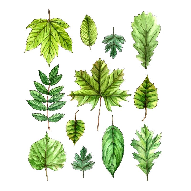 Feuilles, feuillage, feuilles d'arbres, feuillage