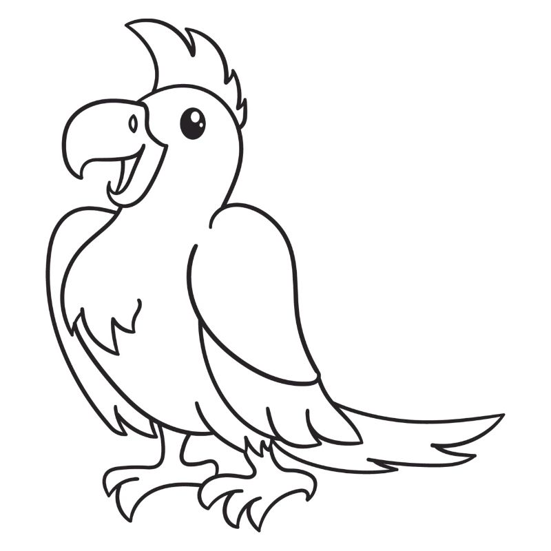 Papagei, Vogel, Geschenk, Geschenkidee