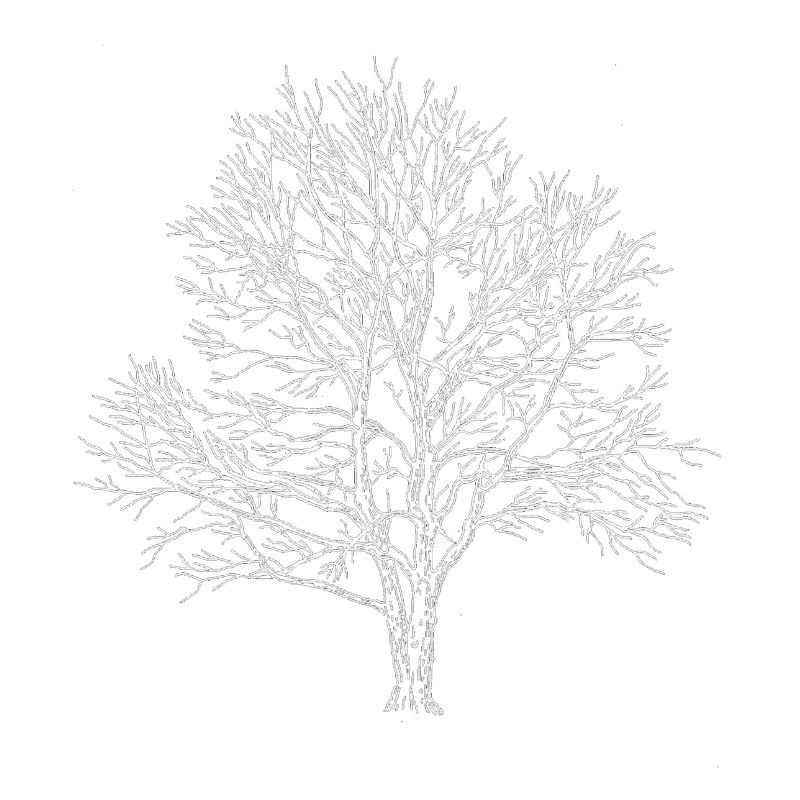 Weißer Baum Silhouette Eiche Wald Natur 