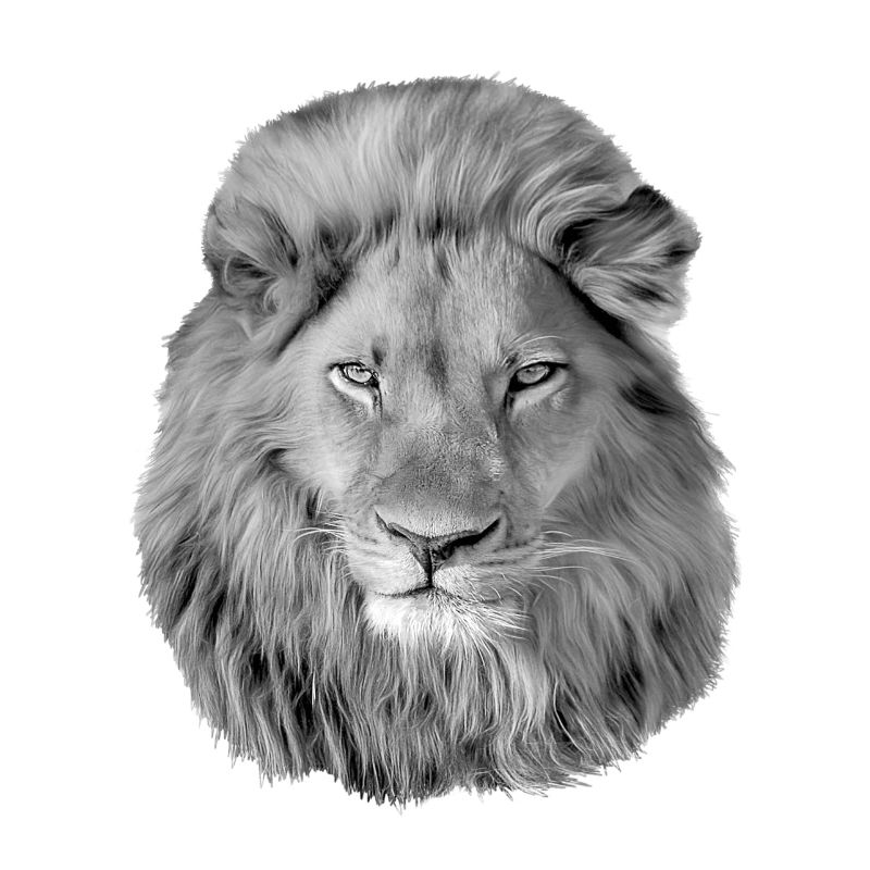 Löwe