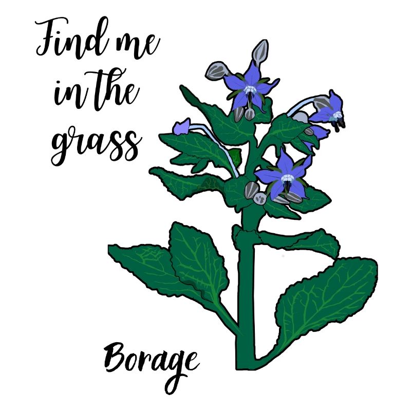 Trouvez-moi dans l’herbe... bourrache