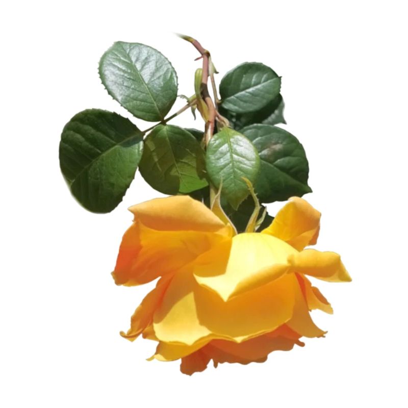 Rose de printemps parfumée