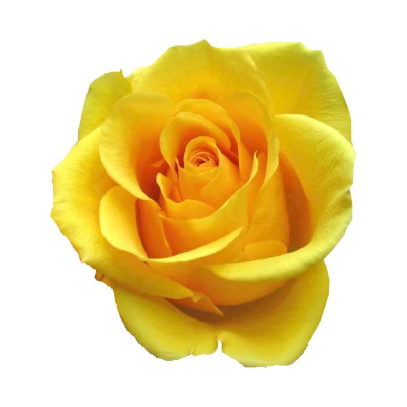 Rose jaune