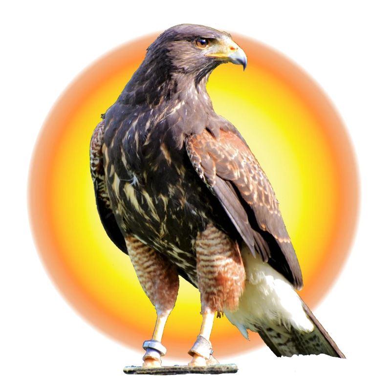 Harris Hawk - Wüstenbussard - Sun