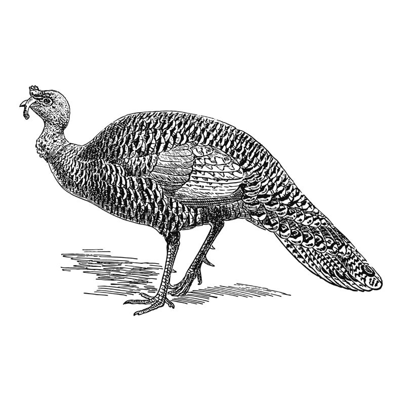 Light turkey