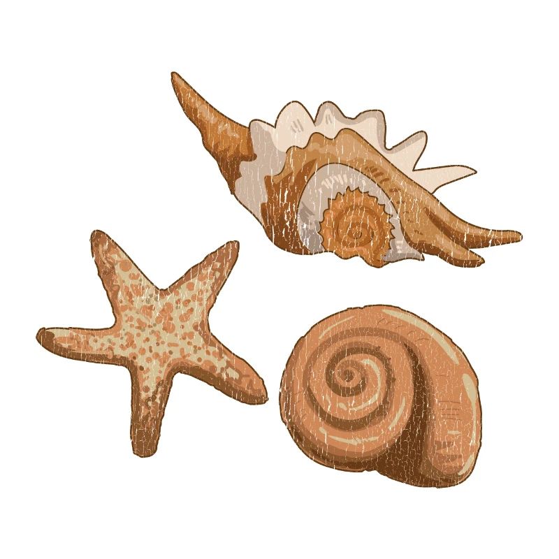 Sea shells and starfish