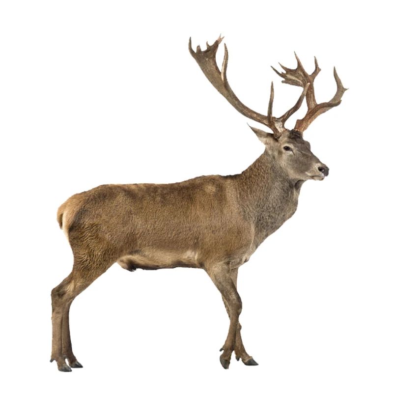 red deer