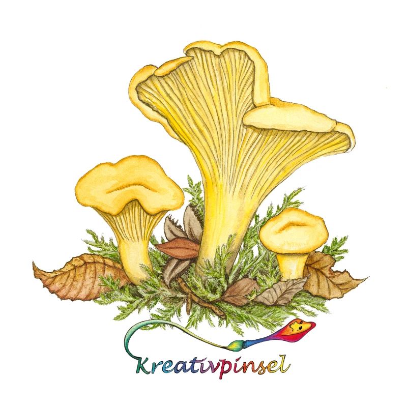 chanterelle
