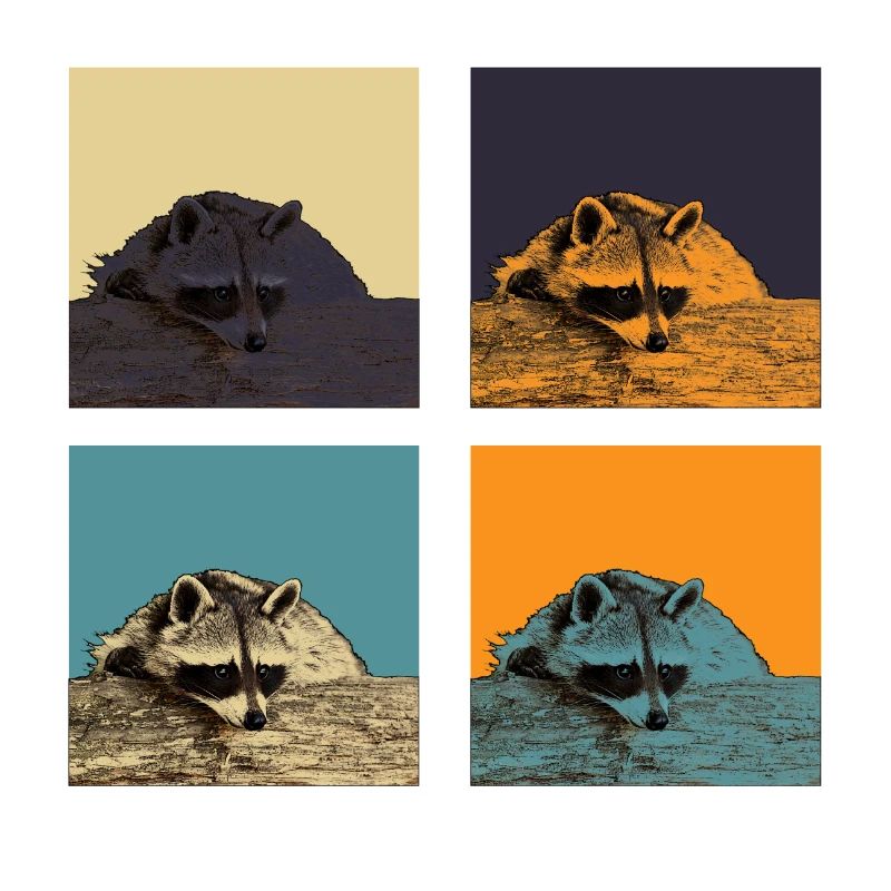 racoon