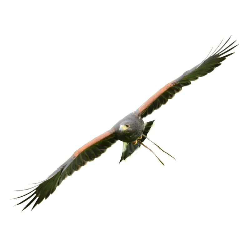 Harris Hawk - Desert Hawk approchant