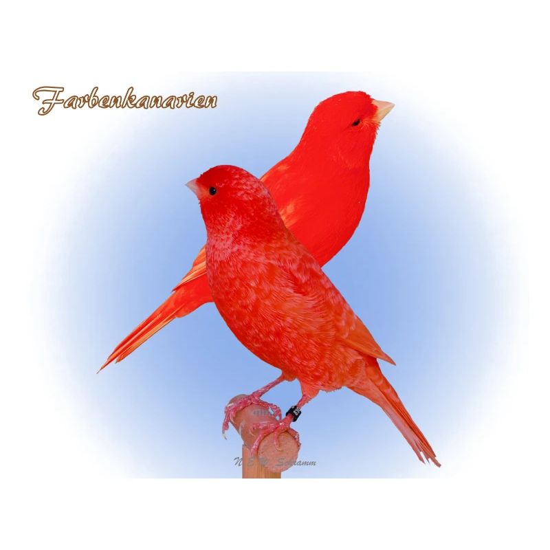 Red canaries