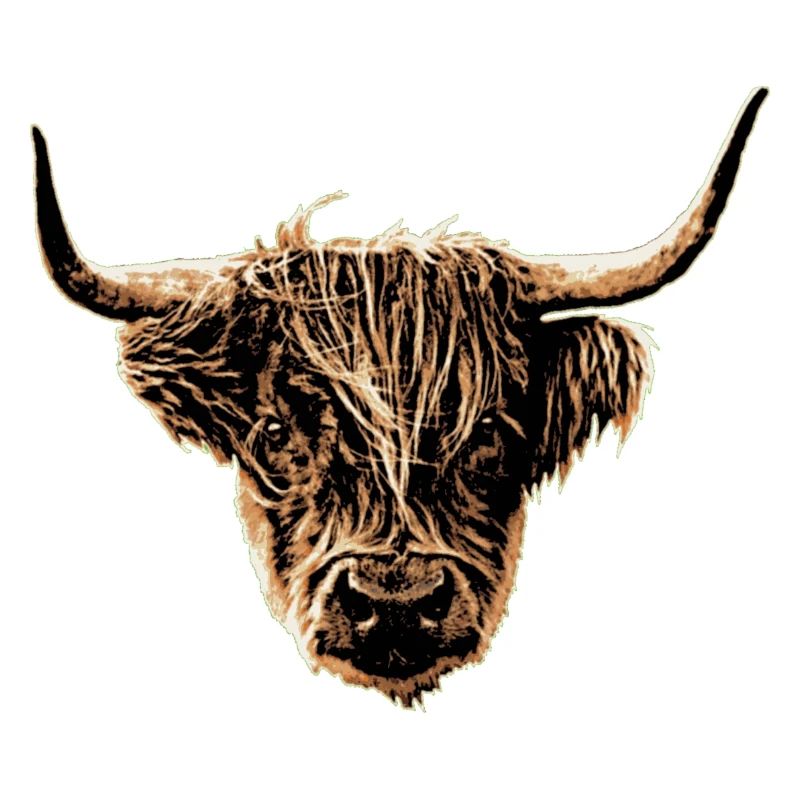 Highland cattle