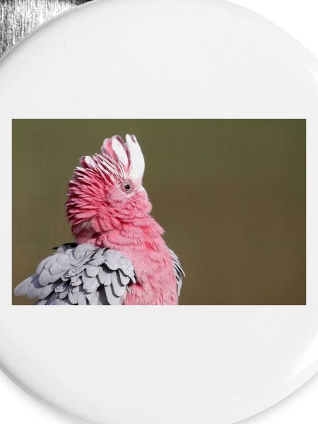 Cockatoo