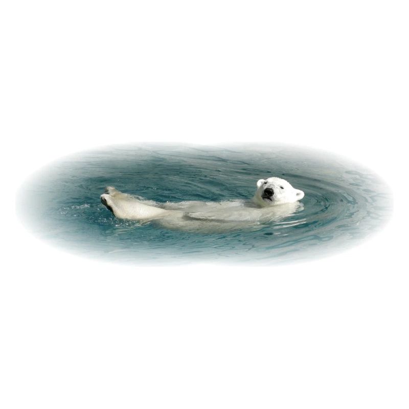 Bathing Polar Bear