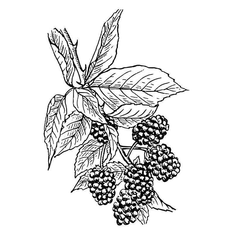 raspberry rasperry fruit veggie vegetables fruits2