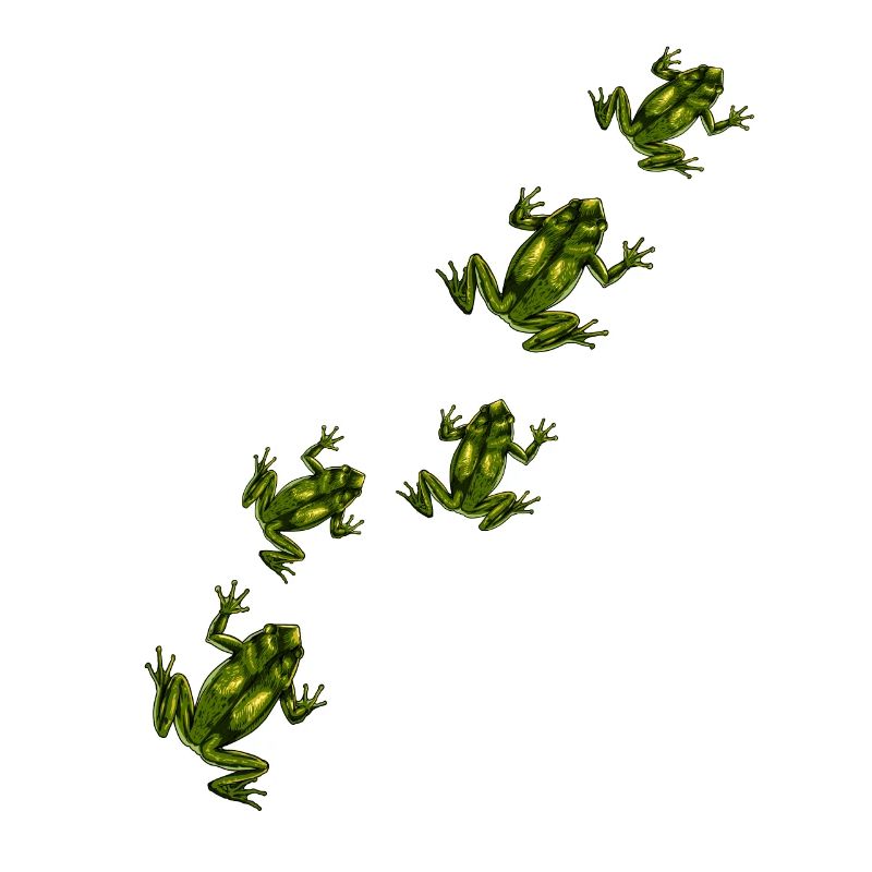 Frogs on the way - Frog migration