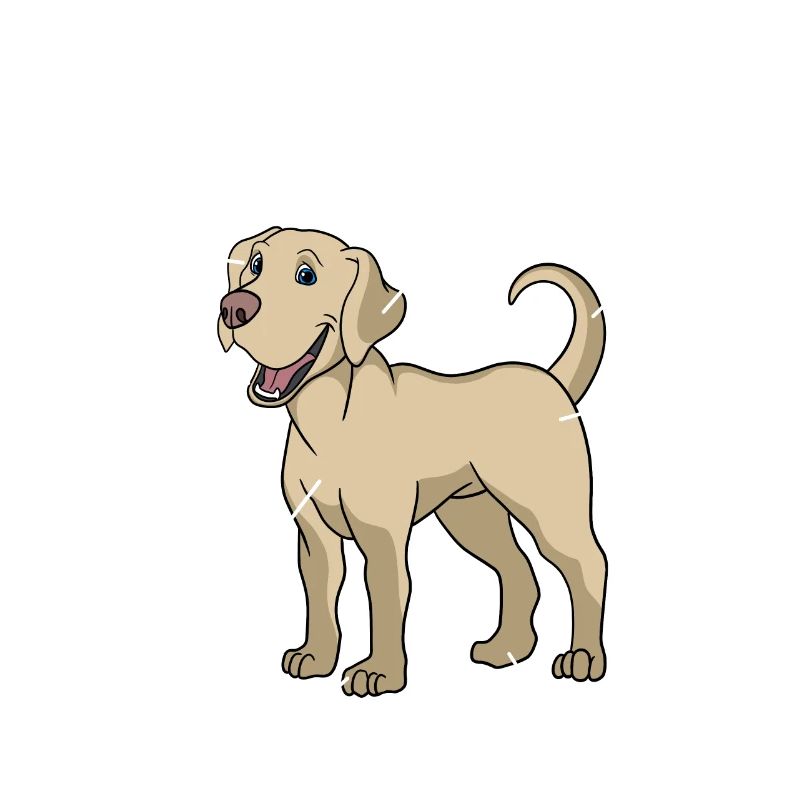 Anatomie eines Labrador Retrievers