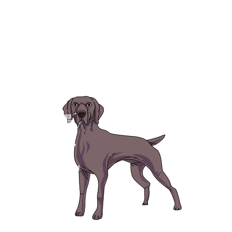 Weimaraner