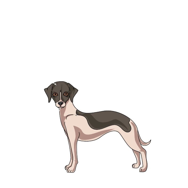 Whippet
