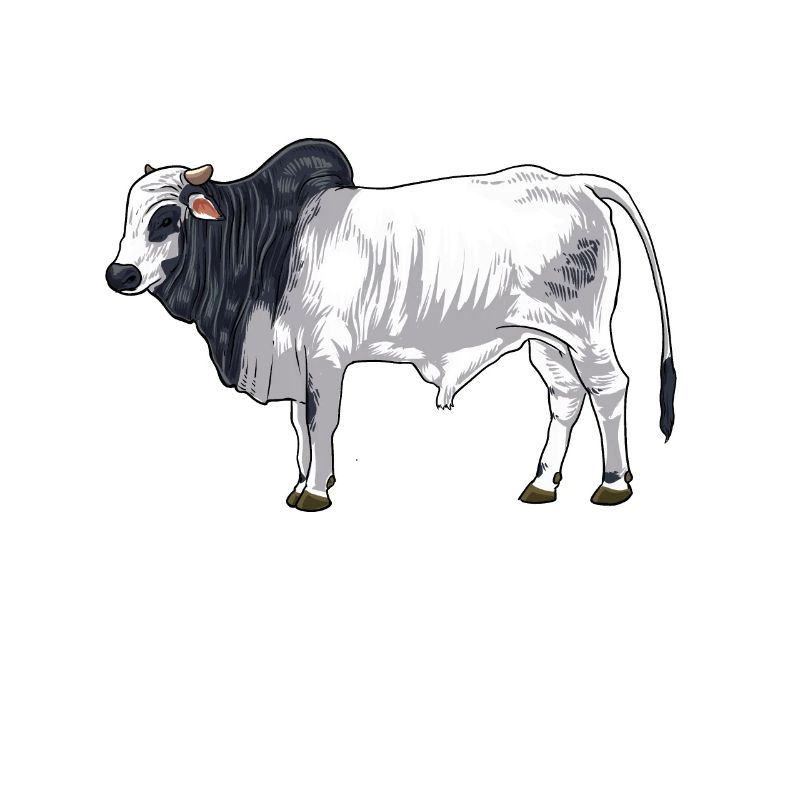 Dessin d’une vache brahmane