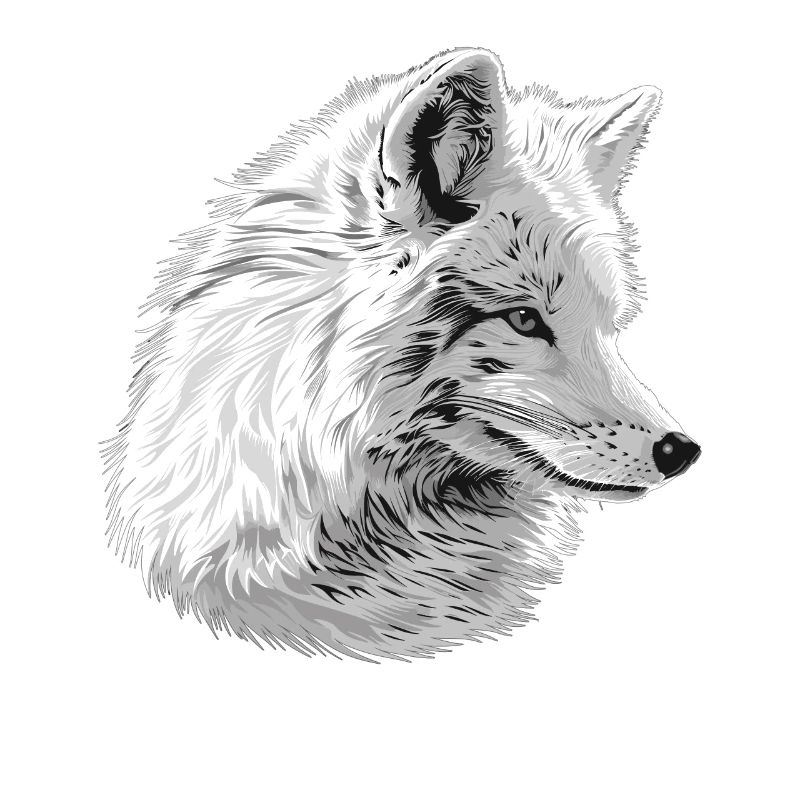 Arctic Fox Polarfüchse Polarfuchs