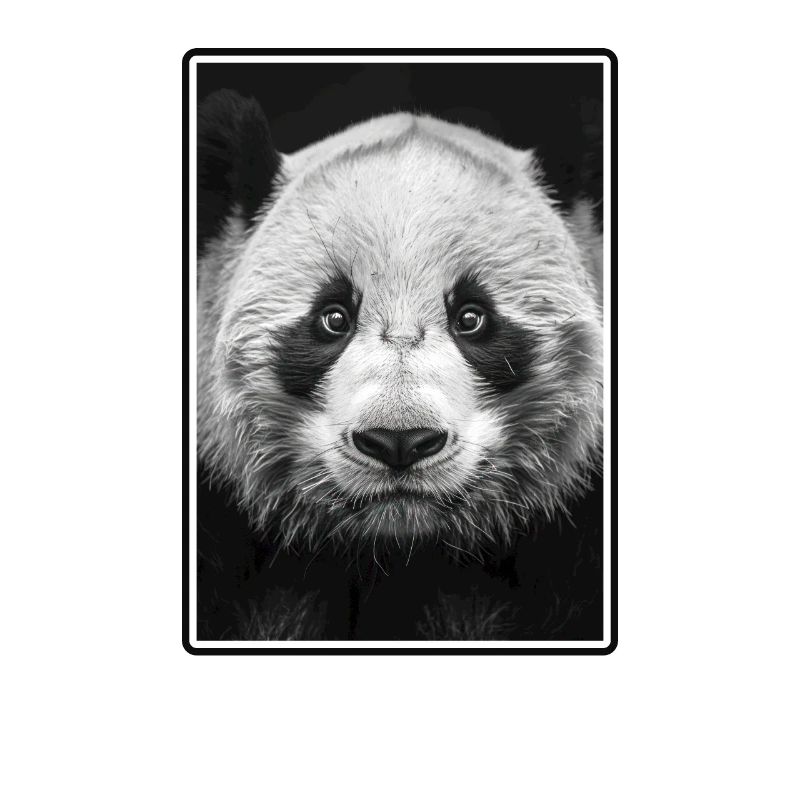 Panda géant Pandas Große Pandas Großer Panda