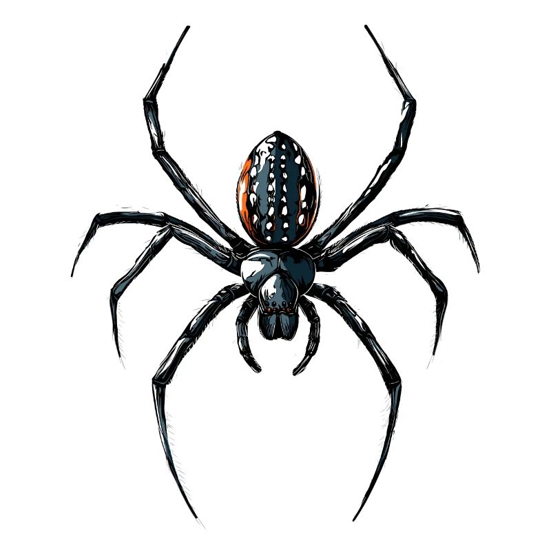 Araignée Tarentule Amour Arachnide Araignées